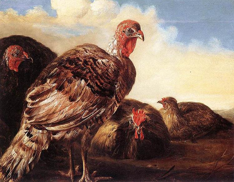 CUYP, Aelbert Domestic Fowl oil painting picture
